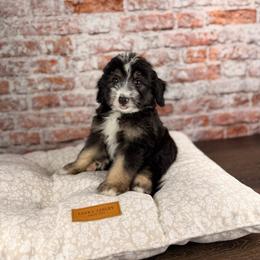 Ravioli - male Australian Mountain Doodle puppy in Sweetwater, Florida from Sandy Snout Doodles