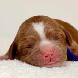 Girl 2 - Red female Cavapoo puppy in Pentwater, Michigan from Dumaw Creeks Pups