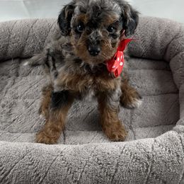 Firefly - Phantom male Poodle puppy in Henderson, Nevada from P3Puppies