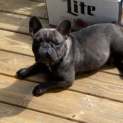 Stitch  - French Bulldog