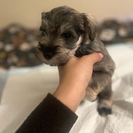 Girl 2 - Salt and pepper Miniature Schnauzer puppy in Rocklin, California from MiniSchnauzerWorld