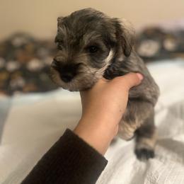 Girl 2 - Salt and pepper Miniature Schnauzer puppy in Rocklin, California from MiniSchnauzerWorld