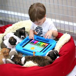 American Foxhound and American Staffordshire Terrier Puppies from Whitlow Kennel