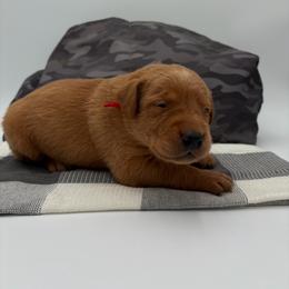 Red - Yellow male Labrador Retriever puppy in Heath Springs, South Carolina from Rich Hill Retrievers