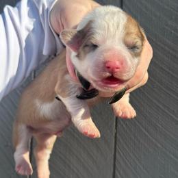 Aster (fluffy) - Red and white male American Corgi puppy in East Oakdale, California from Rhettro Kennels