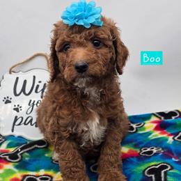 Boo - Red  female Goldendoodle puppy in Neillsville, Wisconsin from Granton Creek