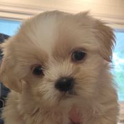 Boy 4 - White and tan male Mal-Shi puppy in Mundelein, Illinois from FurEver Friends Designer Breeds