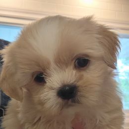 Boy 4 - White and tan male Mal-Shi puppy in Mundelein, Illinois from FurEver Friends Designer Breeds