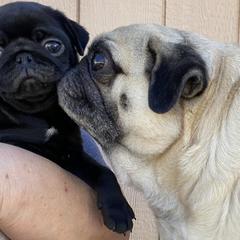 Pugs from Bar-Ken Baby Pugs