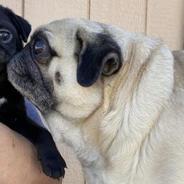 Pugs from Bar-Ken Baby Pugs