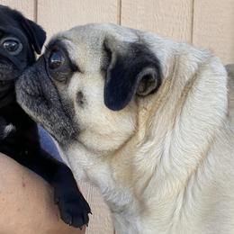 Pugs from Bar-Ken Baby Pugs
