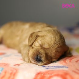Beca - Cream female Cockapoo puppy in Canastota, New York from Silver City Cockapoos