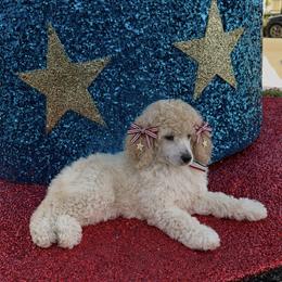 Princess Delilah. - Cream female Poodle puppy in Houston, Texas from The Standards