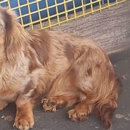 Bulldogs and Dachshunds from Sweetpea’s Kennel