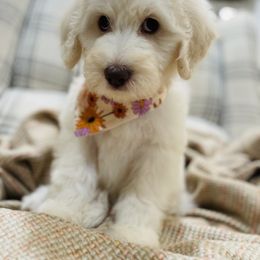 Goldendoodle Puppies from Thompson Creek Doodles