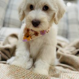 Goldendoodle Puppies from Thompson Creek Doodles