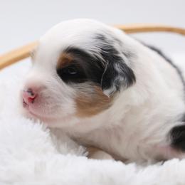 Anakin - Blue merle male Miniature Australian Shepherd puppy in Ocala, Florida from Silver River Mini Aussies