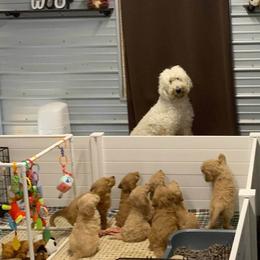 Goldendoodle Puppies from Bear Ridge Doodles