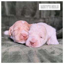 1st Pick Caramel Girl - Caramel female Australian Labradoodle puppy in Hartshorne, Oklahoma from Jena Edmond