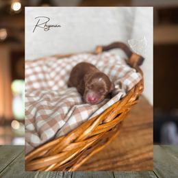 Rhyman - Red  male Goldendoodle puppy in New Harmony, Indiana from Cottonwood Farms