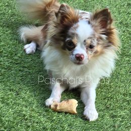 Sophia - Chihuahua