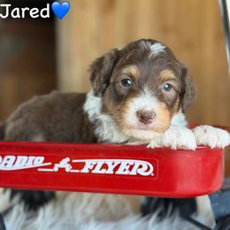 Jared - Red tri-color male Aussiedoodle puppy in Lancaster, Minnesota from Finney Ranch