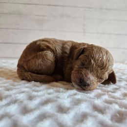 Boone - Red male Cavapoo puppy in London, Kentucky from Blue Meadow Puppies