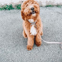 Aussiedoodle and Goldendoodle All Grown Up from Ozark Mountain Doodles & Pugs