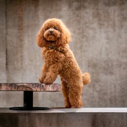Cooper - Poodle
