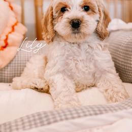 Lily - Caramel cream female Australian Labradoodle puppy in Valley Springs, California from Blue Denim Doodles