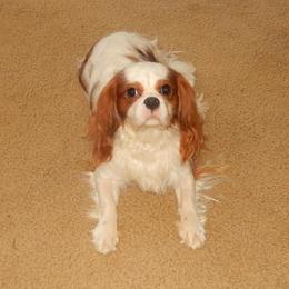 Gazelle - Cavalier King Charles Spaniel