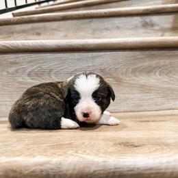 Waylon - Brindle and white male American Corgi puppy in Pahrump, Nevada from Desert Sunset Corgis