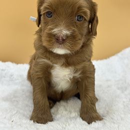 Gray - Red male Australian Labradoodle puppy in Sacramento, California from Adorable Labradoodle