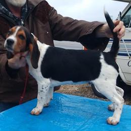 Beagles from Touchstone Beagles