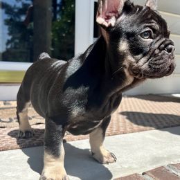 French Bulldog Puppies from Small Batch Frenchies