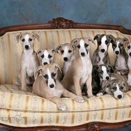 Whippet Puppies from In Vogue Whippets