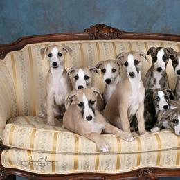 Whippet Puppies from In Vogue Whippets