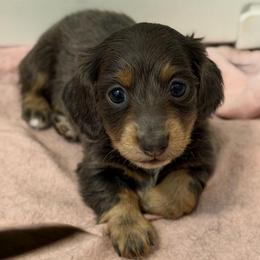 Blue And Cream Male - Blue and cream male Dachshund puppy in Horizon City, Texas from Willipaws