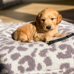 Goldendoodle Puppies from Bundy Farm