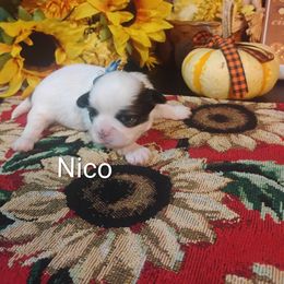 Boy 3 - male Shih Tzu puppy in Ruffs Dale, Pennsylvania from RAM Shih Tzus Rolling Hills of PA