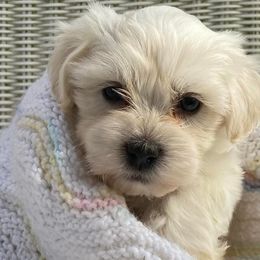 Havanese from It’s A Havanese World