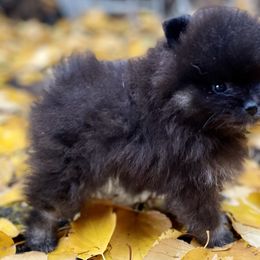 Pomeranian puppies from TiaZ Poms