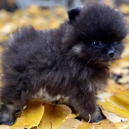 Pomeranian puppies from TiaZ Poms