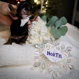 North Star - Black and tan female Yorkshire Terrier puppy in Coeur D Alene, Idaho from Cozy Coeur Yorkies