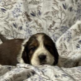 Scout (Lindy) - Liver white and tan female English Springer Spaniel puppy in Coeur D'alene, Idaho from Springer Hollow