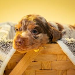 Dachshund and French Bulldog Puppies from Slinky Doxie 305