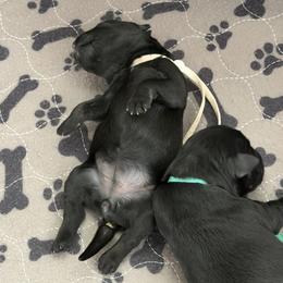 White 'Esther' - Black female Schnoodle puppy in Saint Augustine, Florida from Gunnie Luv, LLC