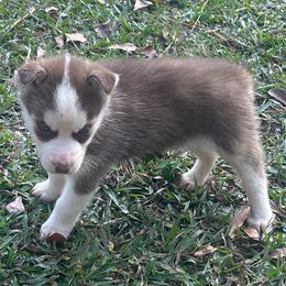 Shania - Brown and white female Siberian Husky puppy in Summerville, South Carolina from Carolina Husky Lodge