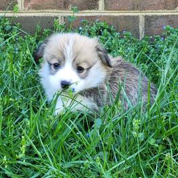 Boy 1 - Pembroke Welsh Corgi puppy in Virginia from Ranch Hand Corgis