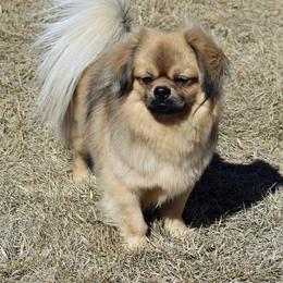 Willis - Tibetan Spaniel